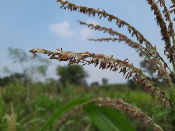 nahaufnahme der maispflanze quaste oder des männlichen blütenstandes auf dem feld - corn tassel stock-fotos und bilder