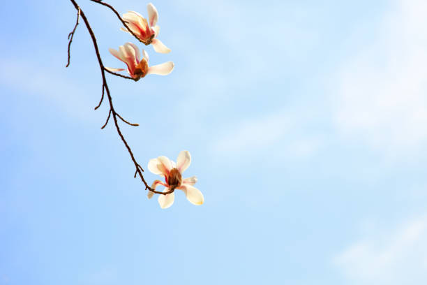 Blooming magnolia stellata flowers against blue sky