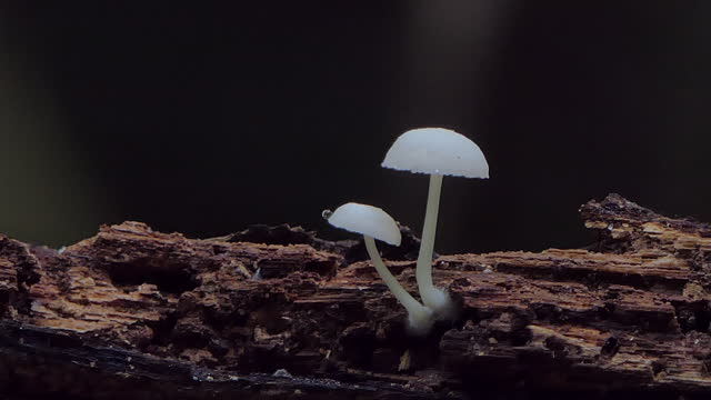 White mushroom in tropical rainforest.