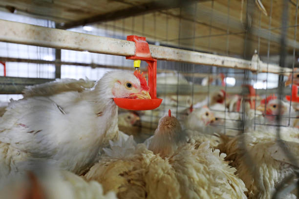 istock Chickens drinking water in mechanized farms, China 1765010874