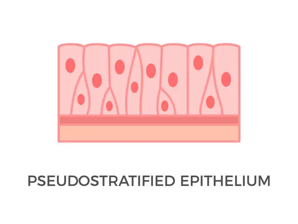 Vector illustration of Pseudostratified epithelium. Epithelial tissue types.