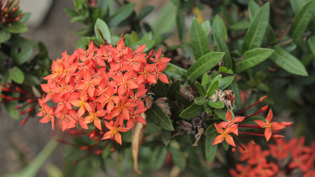 istock Close up ixora chinensis 1765017939