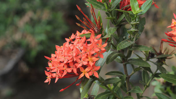 Close up ixora chinensis