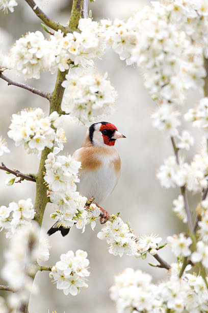 istock Goldfinch, Carduelis 176502041