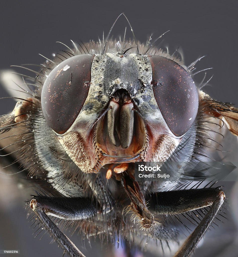 Mouche Macro - Photo de Agrandissement à la loupe libre de droits