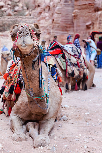 istock Camel of Petra 176502417