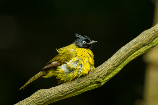 Black-crested Bulbul bird in nature catch on the branch