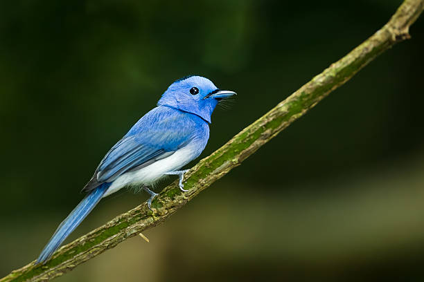 istock Close up of Black-naped Monarch 176502452