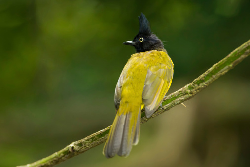 Back side of Black-crested Bulbul bird in nature catch on the branch