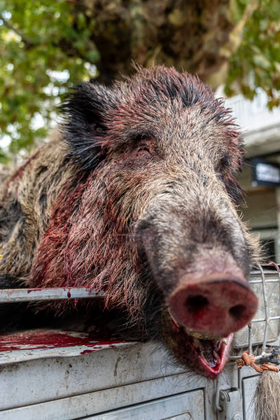 selective focus, a wild boar hunted in a hunt. Excessive wild boar population is a problem for agriculture.
