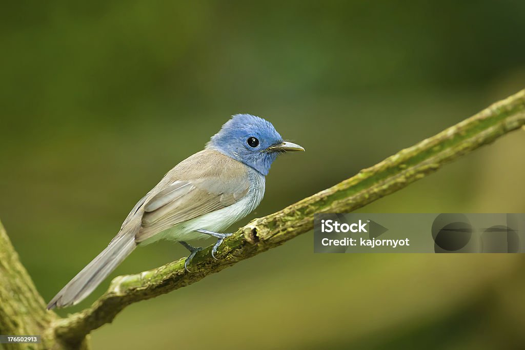 Weibliche schwarze-naped Monarch - Lizenzfrei Ast - Pflanzenbestandteil Stock-Foto