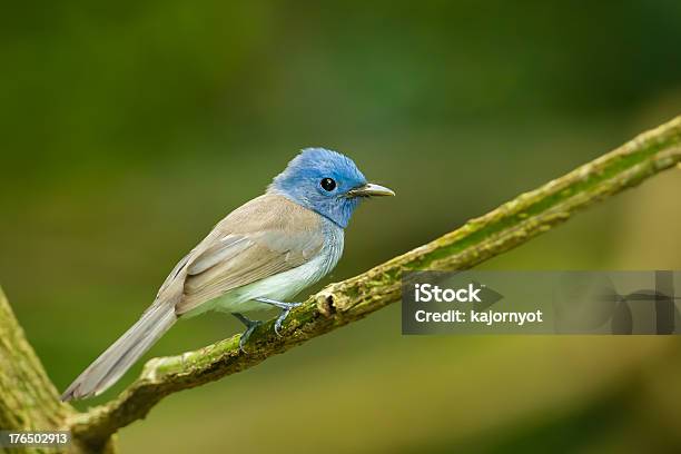 Weibliche Schwarzenaped Monarch Stockfoto und mehr Bilder von Ast - Pflanzenbestandteil - Ast - Pflanzenbestandteil, Bestäubung, Blau