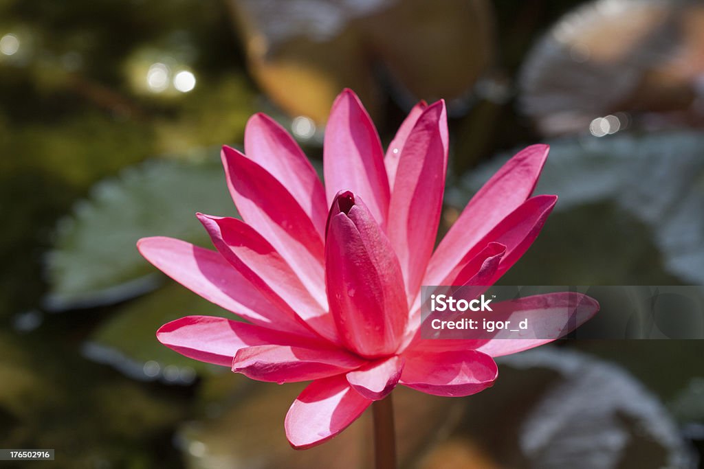 Blooming red lotus is on water surface Blooming red lotus is on water surface. Thailand Cold Drink Stock Photo