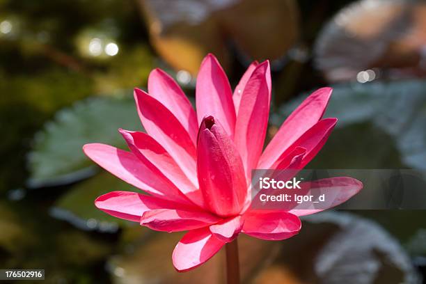 Blooming Red Lotus Is On Water Surface Stock Photo - Download Image Now - Cold Drink, Drinking Water, Flower
