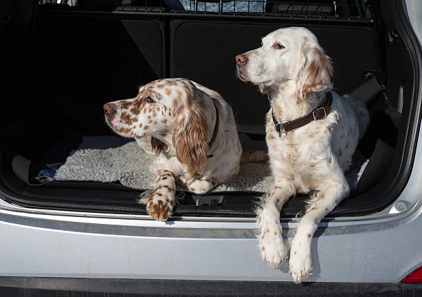 istock Ready To Go ! Two dogs in a car, English Setters 176503111