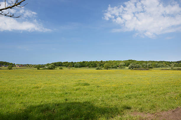 Summer landscape stock photo