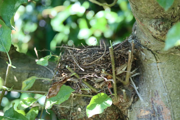 istock honeybird's nest abandoned on a apple apple plant 1765031738