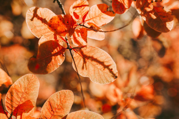 istock Autumn leaves are red on a branch in the sunlight 1765037205