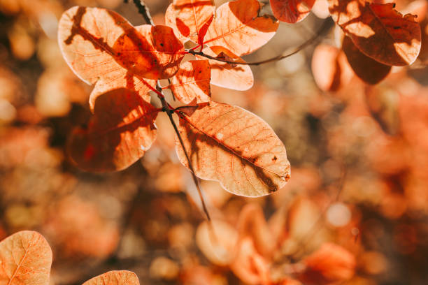 istock Autumn leaves are red on a branch in the sunlight 1765037207