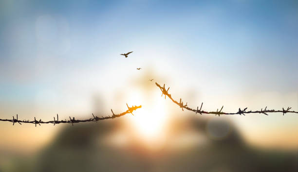 istock Bird flying and barbed wire at morning sunrise background 1765037737