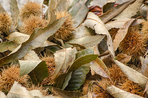 dried chestnut hedgehogs and leaves background