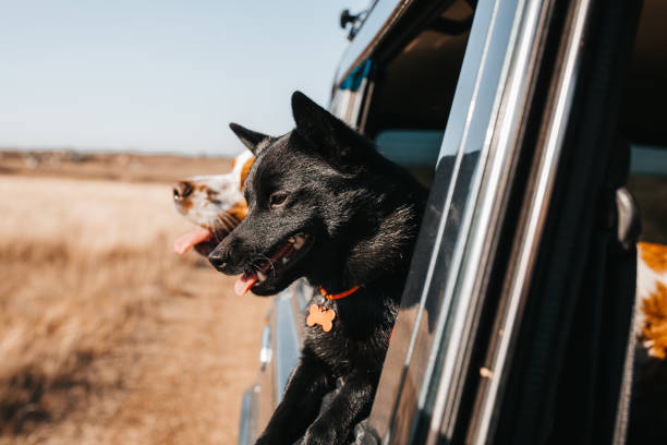 istock Traveling with dogs. 1765041487