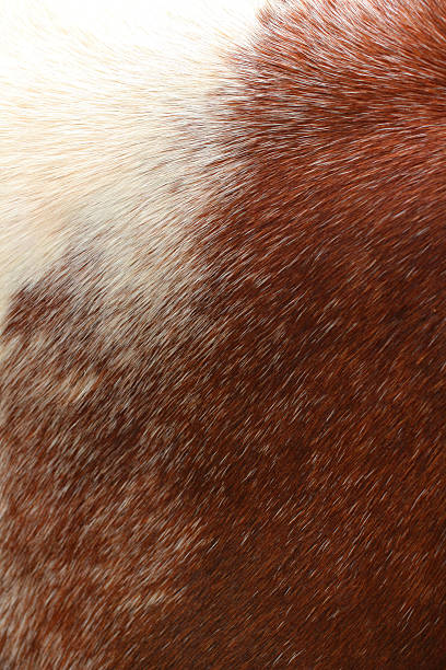 istock brown horsehair background. 176505374