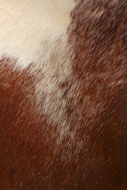 istock brown horsehair background. 176505396