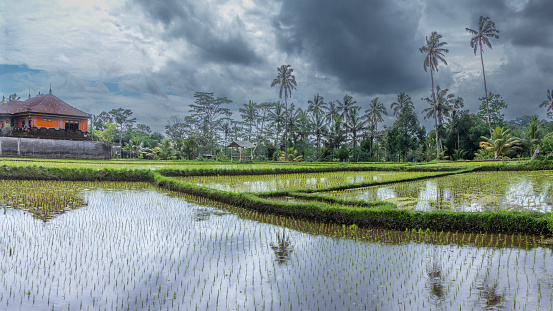 The beautiful landscapes surrounding the town of Ubud, Bali, Indonesia. There are plenty of rice fields and magnificent small farms.