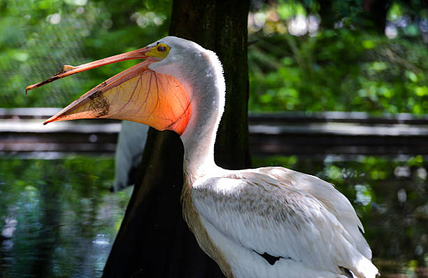 Pelican Close-up - Translucent Beak stock photo