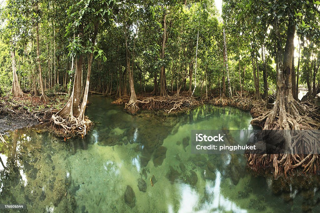 Bosque de manglar en Krabi provincia de Tailandia. - Foto de stock de Agua libre de derechos