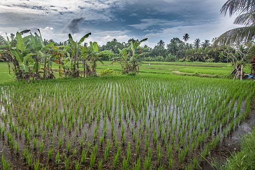 The beautiful landscapes surrounding the town of Ubud, Bali, Indonesia. There are plenty of rice fields and magnificent small farms.