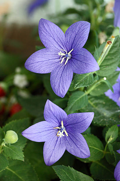 istock Blossomed balloon flower 176505656