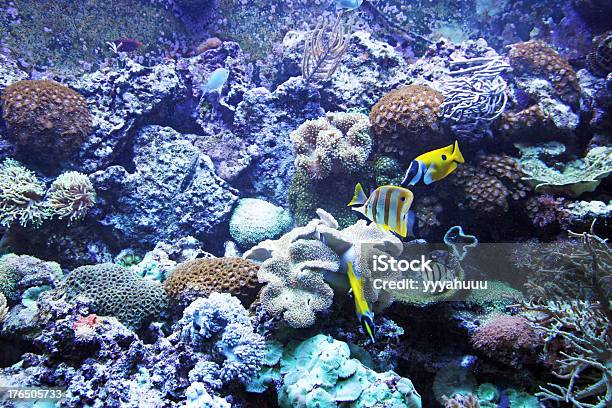 Aquarium Stockfoto und mehr Bilder von Aquatisches Lebewesen - Aquatisches Lebewesen, Bildhintergrund, Blase - Physikalischer Zustand