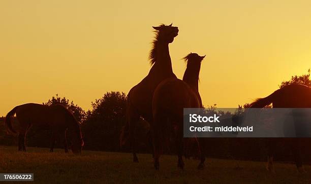 夕暮れの雰囲気と 2 つの馬 - ウマのストックフォトや画像を多数ご用意 - ウマ, オランダ, オランダ リンブルフ州