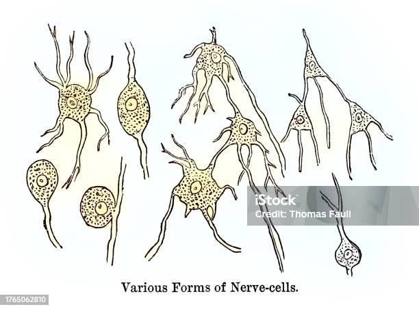 Nerve Cell Insect Various Forms Of Nerve Cell Stock Illustration - Download Image Now ...
