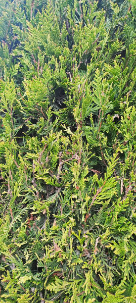 istock autumn green coniferous plant background 1765063370