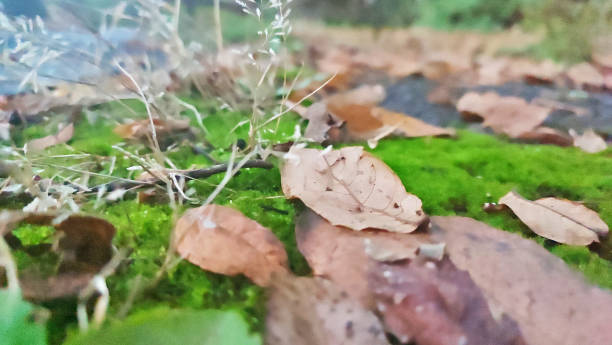 istock Moss and leaves close-up view 1765065193