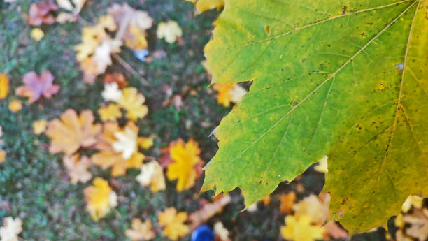 istock autumn leaf close-up and leaves on the ground 1765066070
