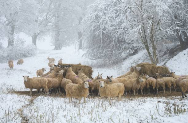 istock Sheep on Dovers Hill near Chipping Campden, Cotswolds, England 1765072112