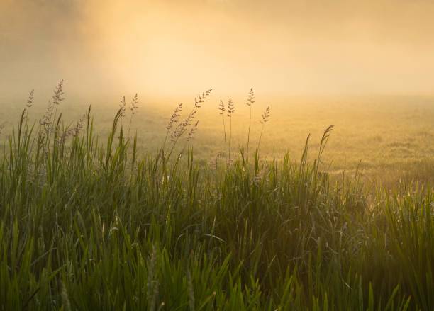 istock Morning sunlight through riverside reeds, England 1765074338