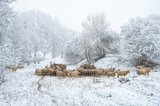 Sheep on Dovers Hill near Chipping Campden, Cotswolds, England