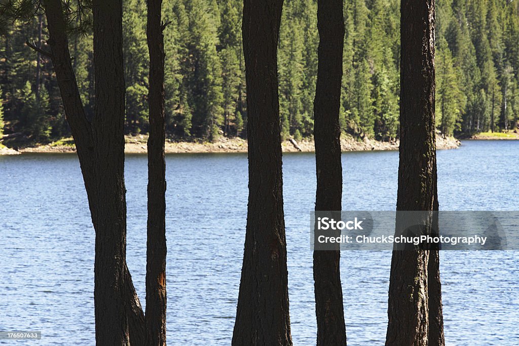 Silvestre Lake Shore árboles - Foto de stock de Agua libre de derechos