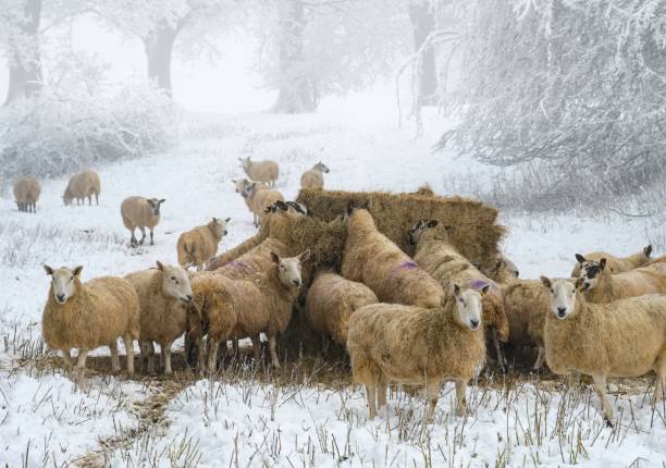 istock Sheep on Dovers Hill near Chipping Campden, Cotswolds, England 1765077061