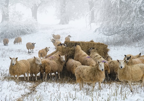 Sheep on Dovers Hill near Chipping Campden, Cotswolds, England