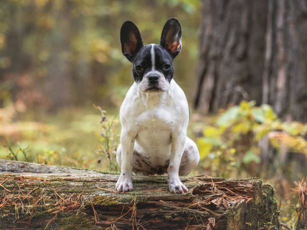 istock Cute puppy sits on a tree in the forest 1765077584