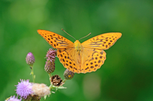 Silver-washed Fritillary butterfly on thisle blossom, very shallow dof