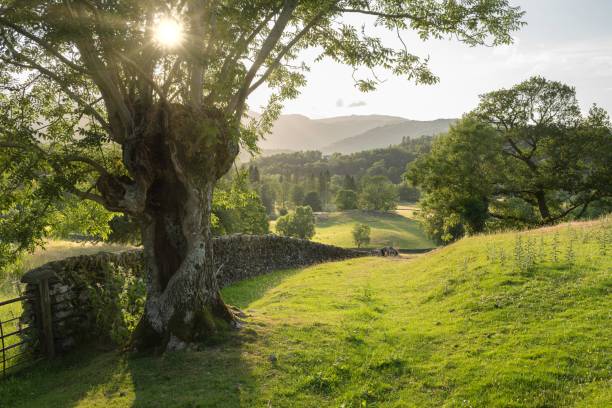 istock Old pollarded Ash tree at Skelwith Fold, The Lake District, Cumbria, England 1765081556