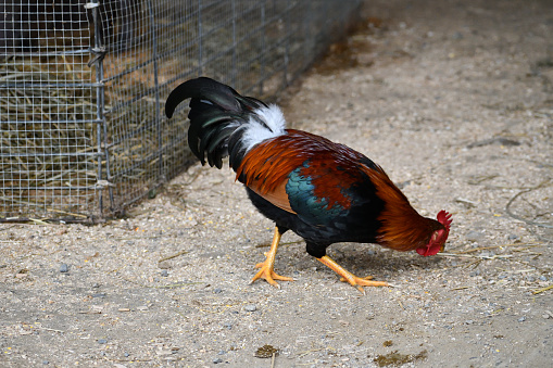 A rooster walking around on an Amish farm