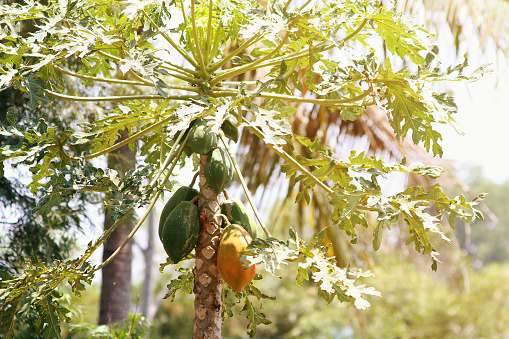 Papaya Fruit on Tree: Orchard Harvest